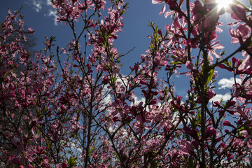 pink Sakura petals