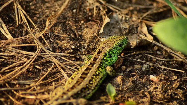 Sand lizard. Lacerta agilis in the sun. Sand lizard on the hunt. 19