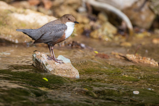 Wasseramsel