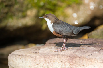 Obraz premium Wasseramsel