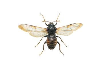 Scolia flavifrons
