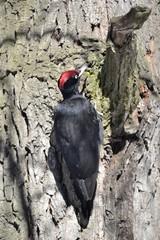 Черный дятел добывает пропитание в лесу