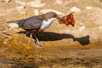 Wasseramsel