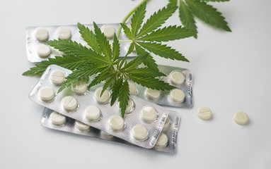 a young hemp and a bush of marijuana. a crop of a cannabis of 2018