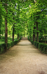 Path between trees in the park