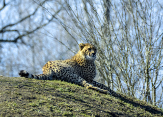 Acinonyx jubatus