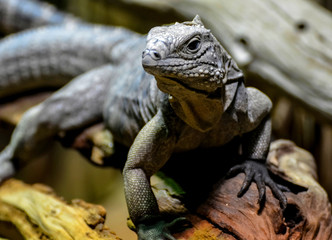 iguanas
