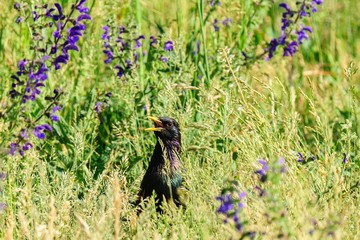 Starling in high grass between flowers