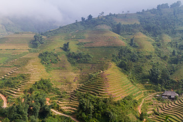 Ricefields in harvesting season in the mountains near Sapa, in the North of Vietnam