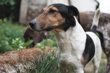 Terrier dog posing in garden