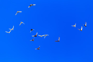 A flock of pigeons in flight against the blue sky