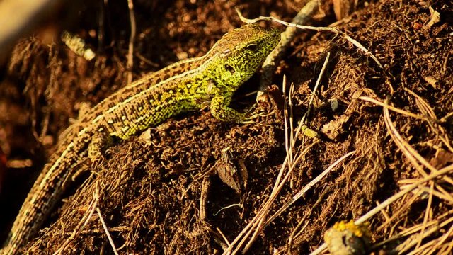 Sand lizard. Lacerta agilis in the sun. Sand lizard on the hunt. 26