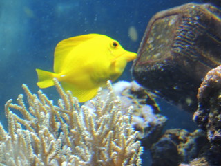 аквариумные рыбки