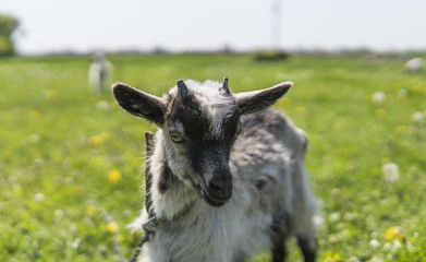 Close up black and white baby goat on a chain against grass flowers building on a background. White ridiculous kid is grazed on a farm, on a green grass. Animal. Agriculture. Pasture.