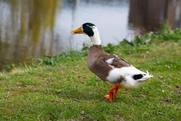 Duck walking towards lake