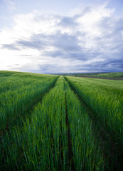 Field of wheat in spring