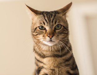 Beautiful feline cat at home. Domestic animal