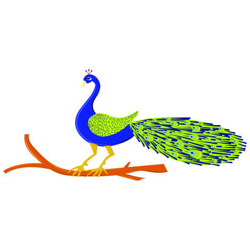 Peacock Drawing Illustration