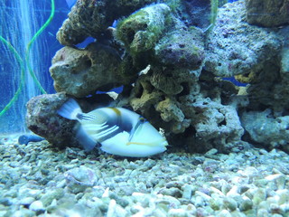 Naklejka na ściany i meble аквариумные рыбки