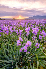 Champ d'iris pallida en Provence, France. Lever de soleil. Photo verticale.	 - 205365875