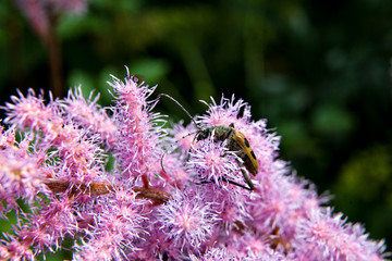 A small brown beetle with black spots on a pink flower