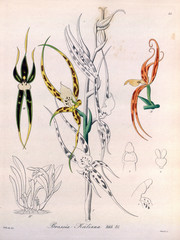 Illustration of orchid.