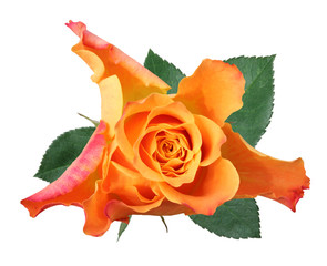 Wonderful Rose (Rosaceae) isolated on white background. Germany