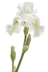 Flower of  white iris close-up, isolated on white background