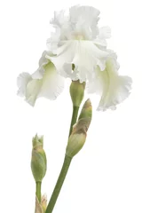 Photo sur Plexiglas Iris Fleur d& 39 iris blanc close-up, isolé sur fond blanc