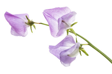 Flowers of sweet pea, isolated on white background