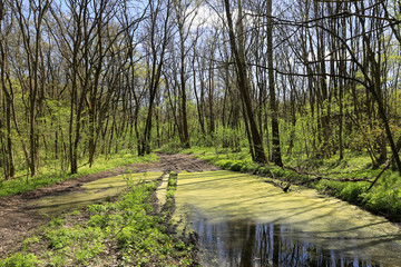 puddle on road in spring forest
