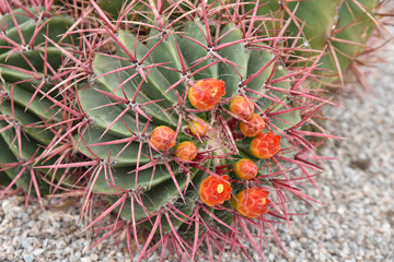 Cactus du Mexique &agrave; fleur orange