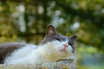 Naklejka na ściany i meble Joli chat blanc et gris, couché dans le bac à fleur, dans la rue de Provence. 