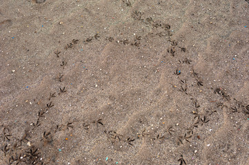 A trace of the birds on the sand. Selective focus. Tenerife island.