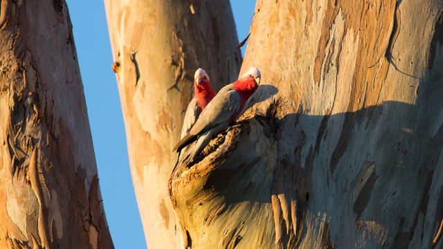 A pair of Gallahs in a gum tree