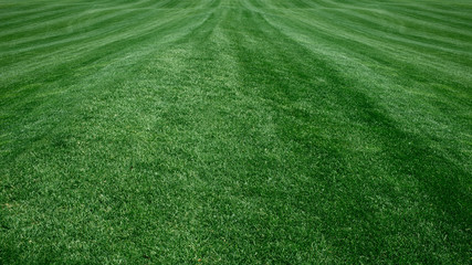 Full Frame golf course, green grass. grass background Golf Courses green lawn