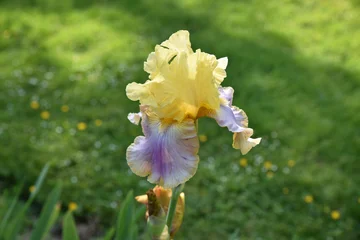 Crédence de cuisine en verre imprimé Iris Iris jaune et bleu au jardin