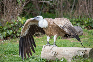 griffon vulture photographed on land