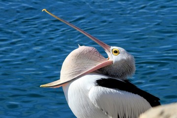 Pelican mouth washing