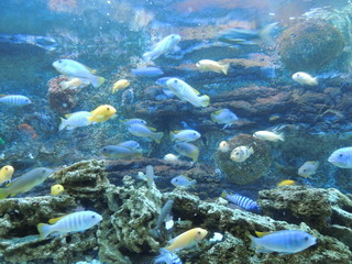 Fototapeta na wymiar аквариумные рыбки
