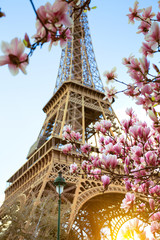 Fototapeta premium Kwitnąca magnolia na tle Wieży Eiffla
