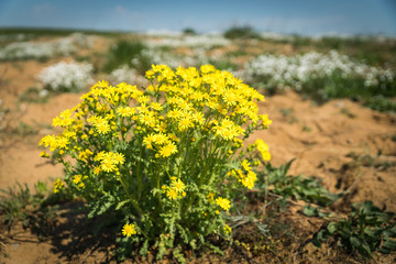 A yellow and a very poisonous plant for cattle 
called Ragwort