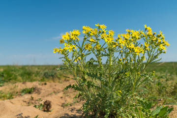 A yellow and a very poisonous plant for cattle 
called Ragwort