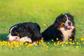 Two bernese dog rest in yellow flowers