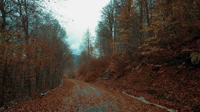 Drive on the woods dark scary einter rural countryside road
