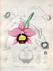 Illustration of orchid.