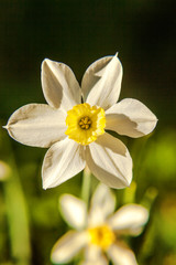 Blooming Narcissus daffodils. Flower bed jonquils with blurred bokeh background. Inspirational natural floral spring or summer blooming garden or park. Colorful blooming ecology nature landscape