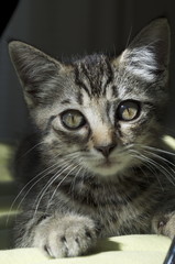 Chaton