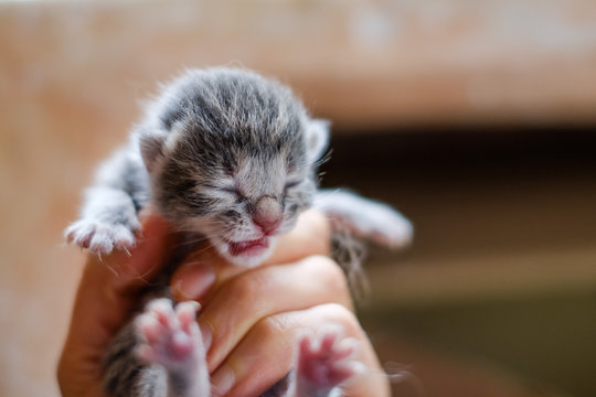 Petit chaton nouveau-né gris tigré.