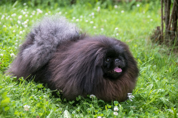 Naklejka premium cute black puppy funny dog outdoors